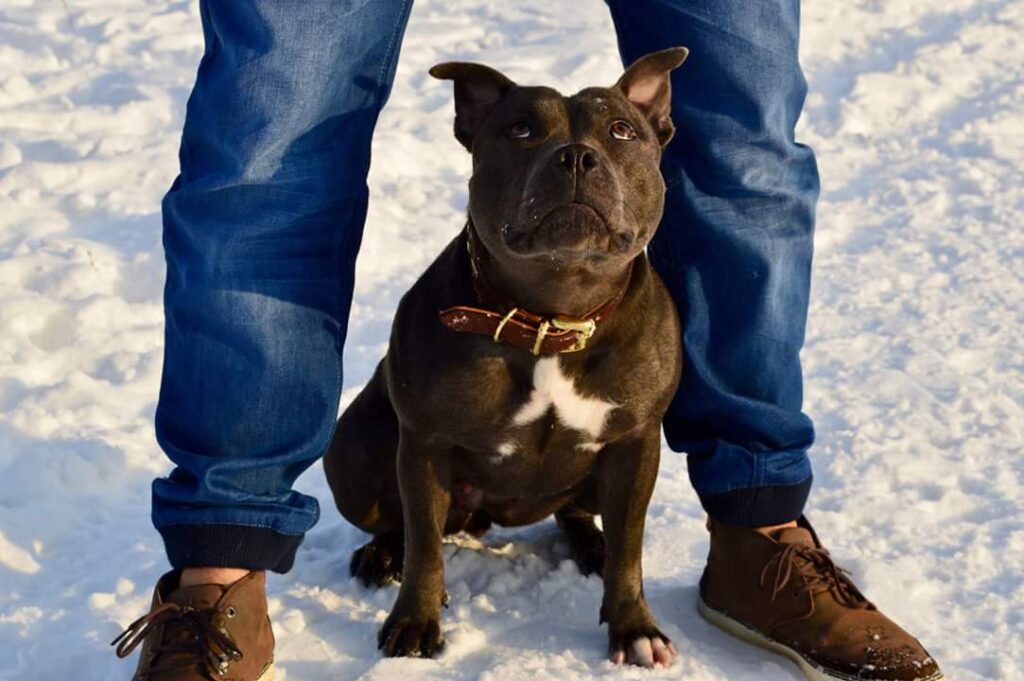 Staffordshire Bull terrier